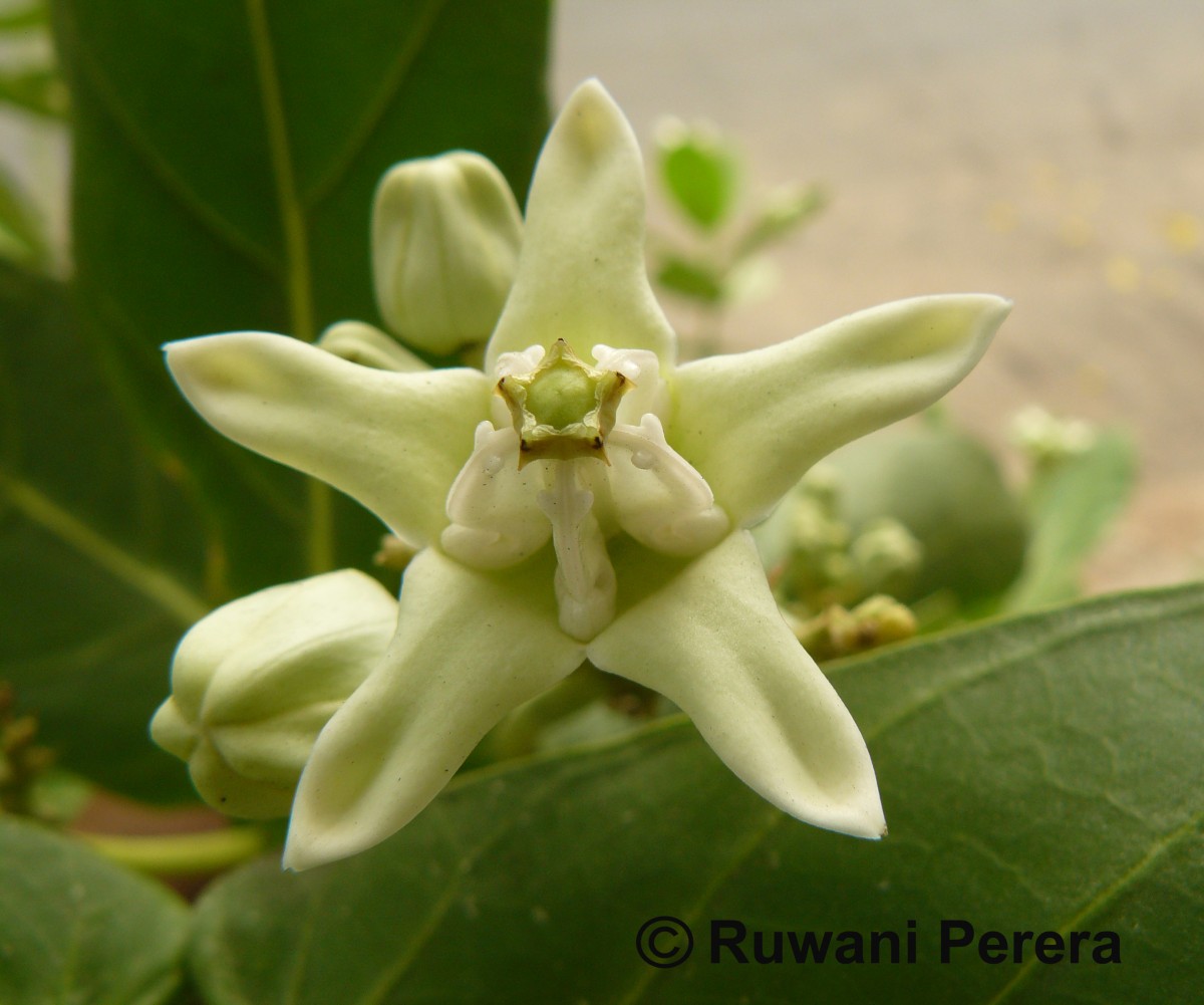 Calotropis gigantea (L.) W.T.Aiton