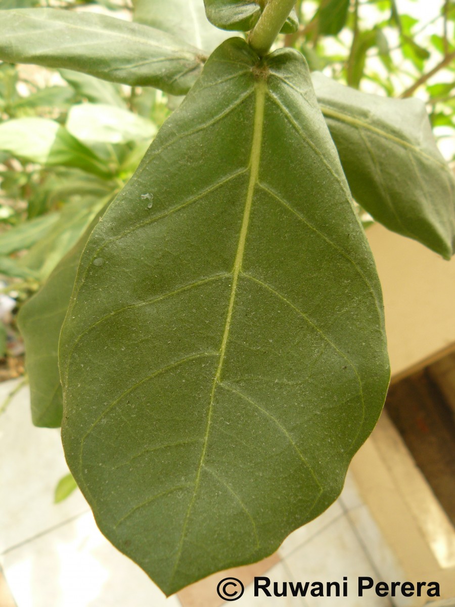 Calotropis gigantea (L.) W.T.Aiton