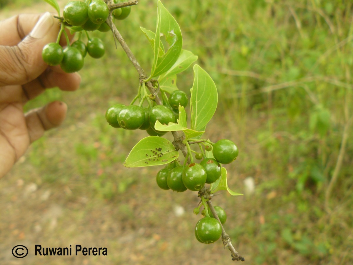 Canthium coromandelicum (Burm.f.) Alston