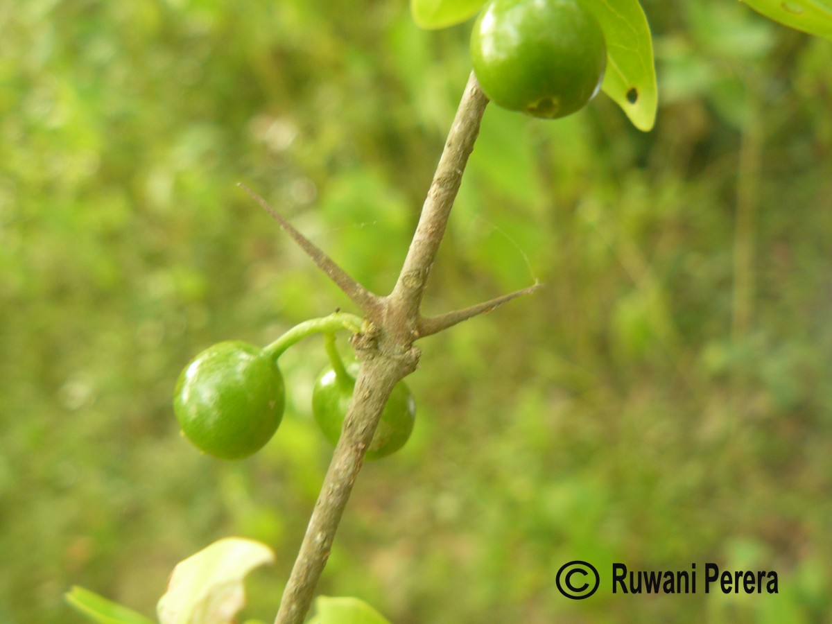 Canthium coromandelicum (Burm.f.) Alston