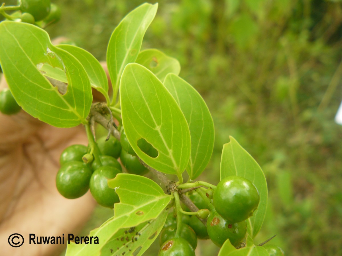 Canthium coromandelicum (Burm.f.) Alston