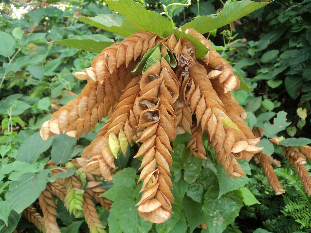 Flemingia strobilifera (L.) W.T.Aiton