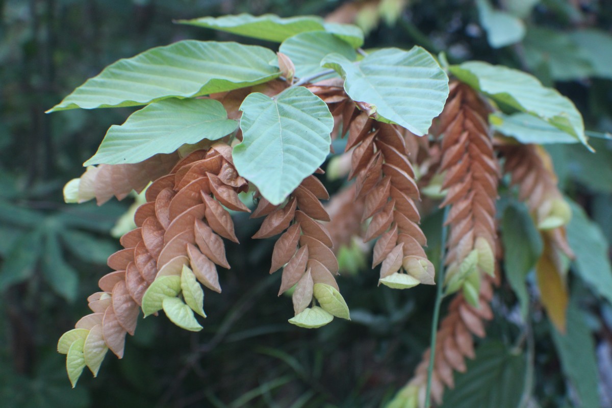 Flemingia strobilifera (L.) W.T.Aiton