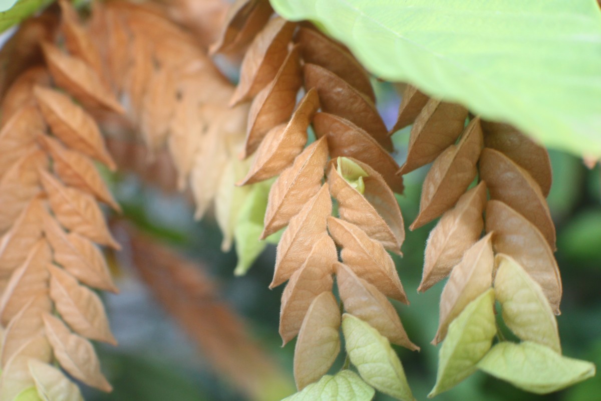 Flemingia strobilifera (L.) W.T.Aiton