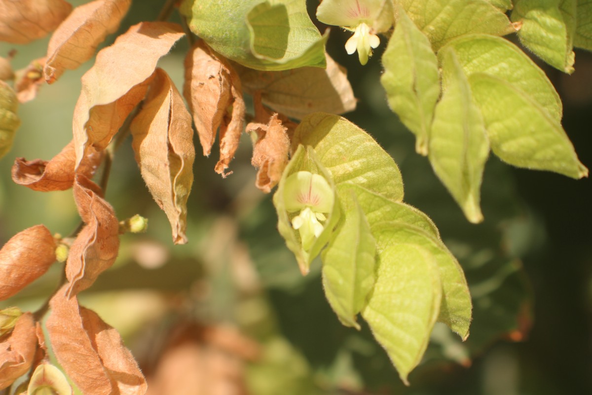 Flemingia strobilifera (L.) W.T.Aiton