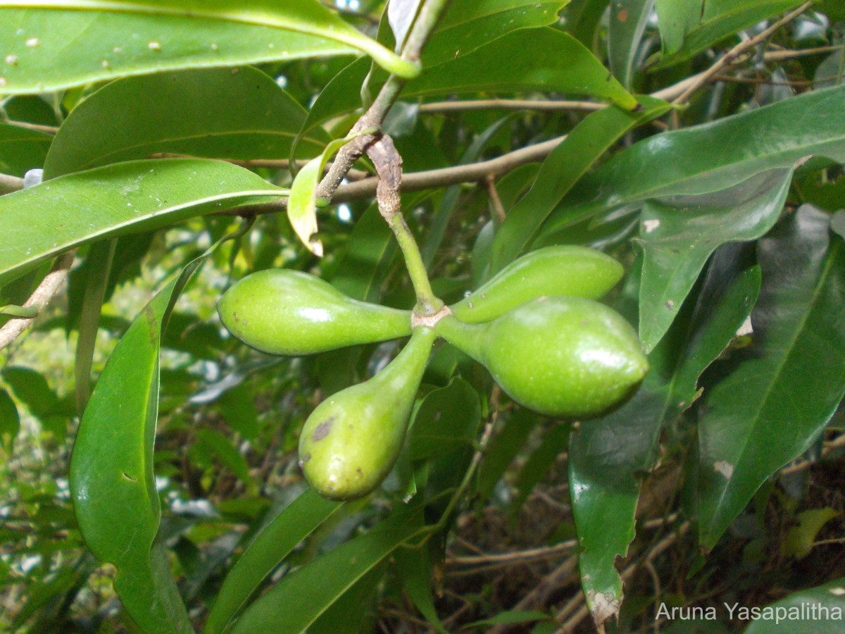 Artabotrys hexapetalus (L.f.) Bhandari