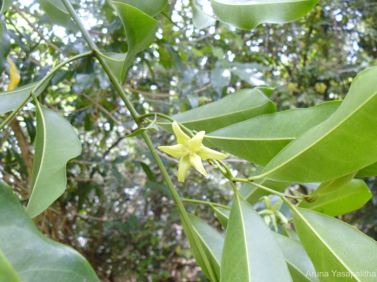 Artabotrys hexapetalus (L.f.) Bhandari