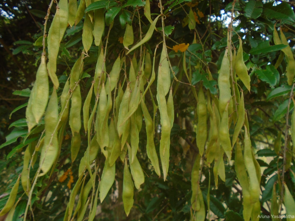 Brachypterum scandens (Roxb.) Miq.