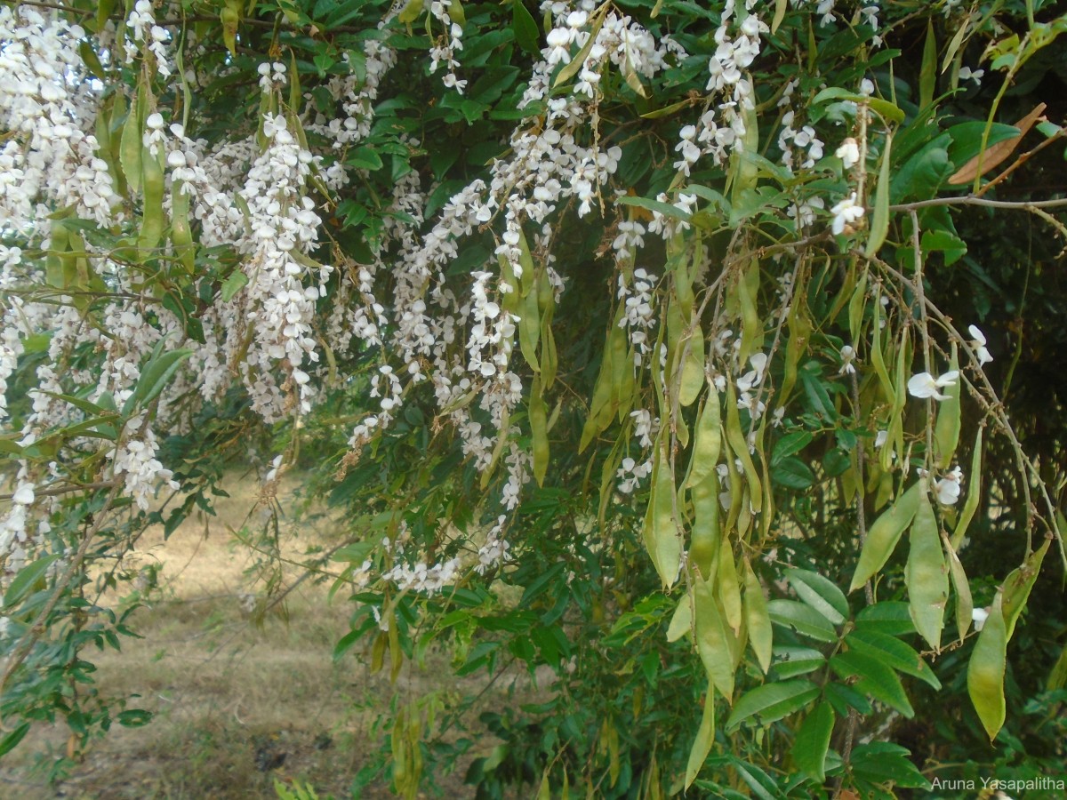 Brachypterum scandens (Roxb.) Miq.