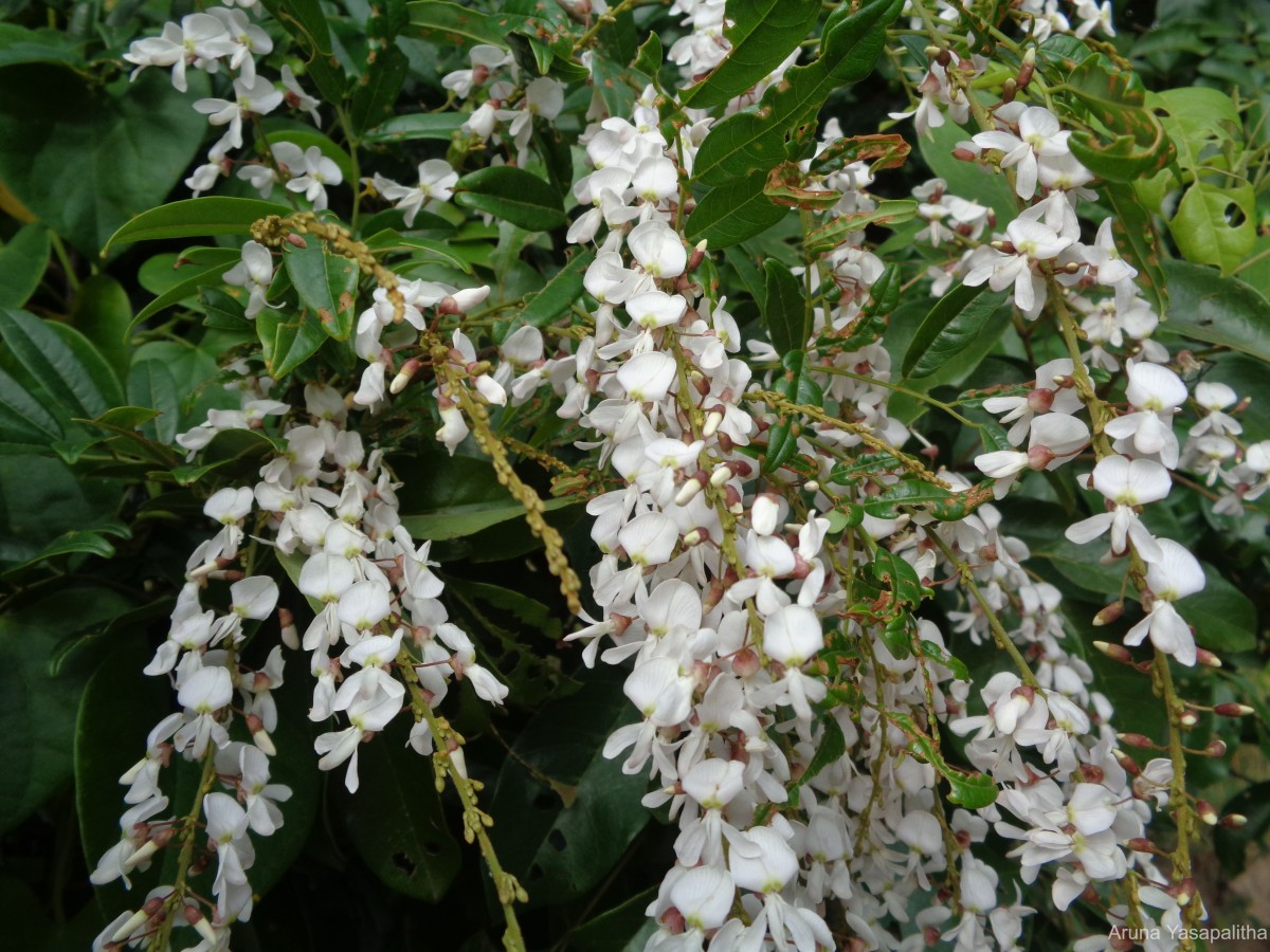 Brachypterum scandens (Roxb.) Miq.