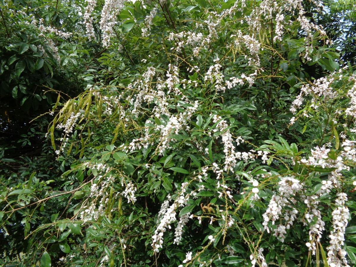 Brachypterum scandens (Roxb.) Miq.