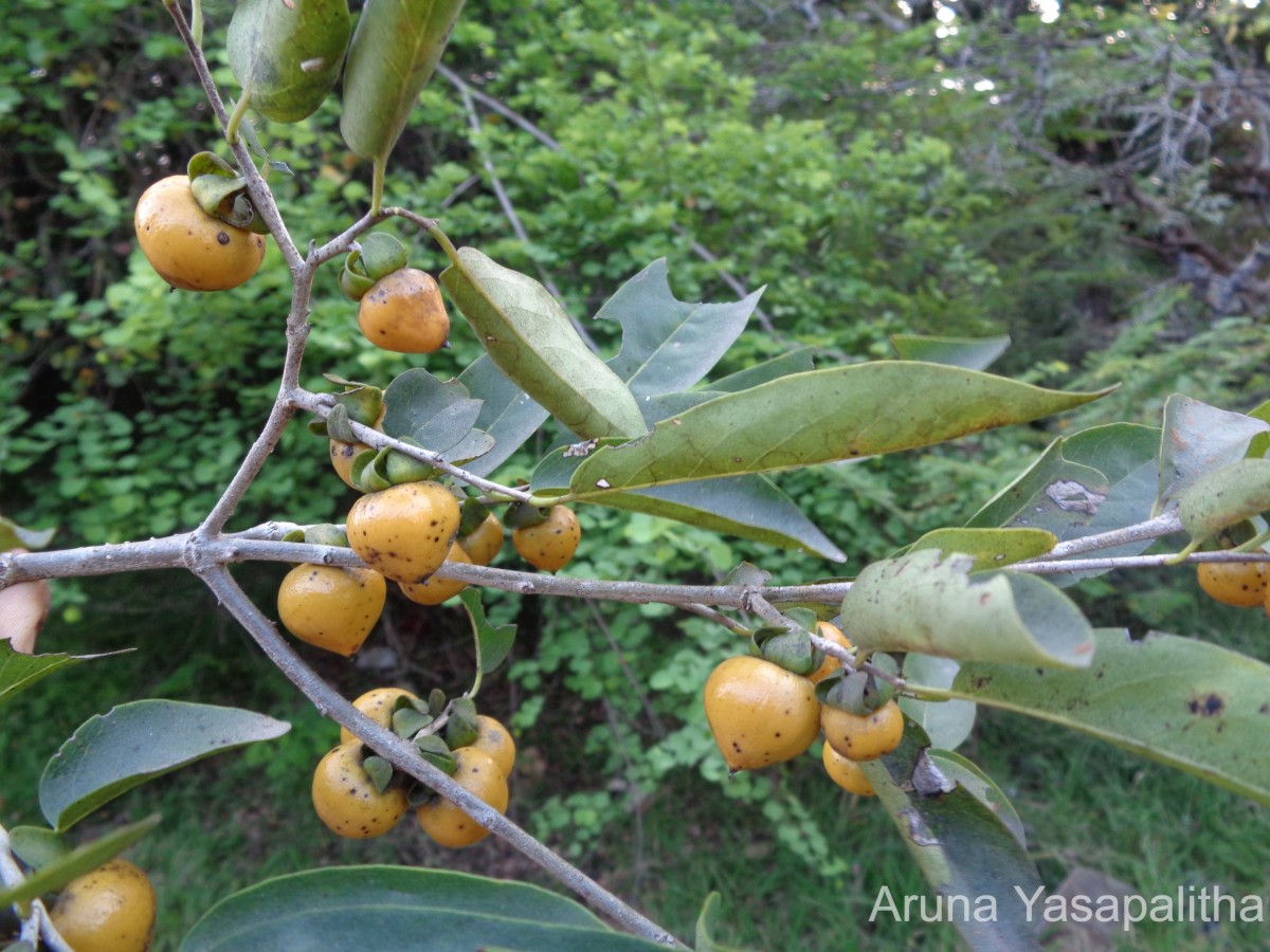 Diospyros montana Roxb.