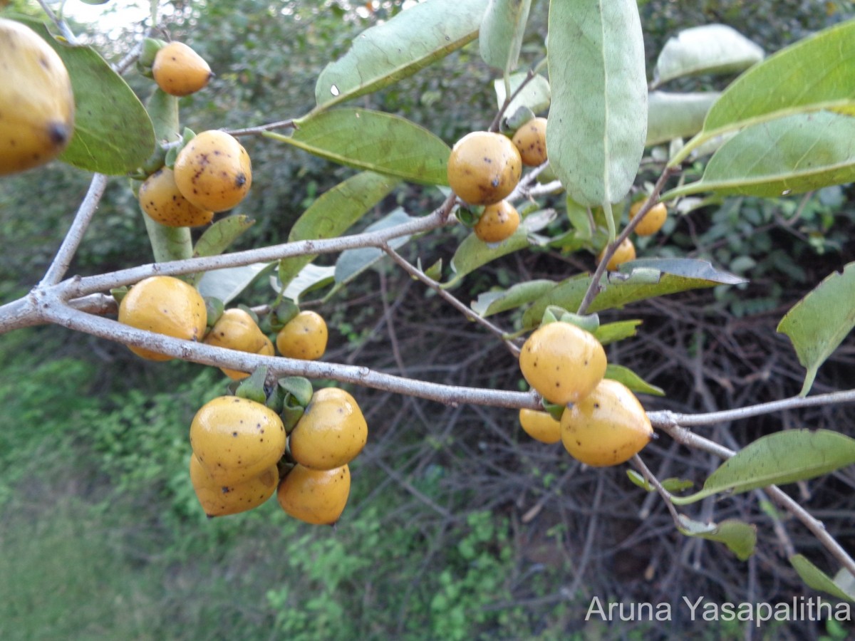 Diospyros montana Roxb.