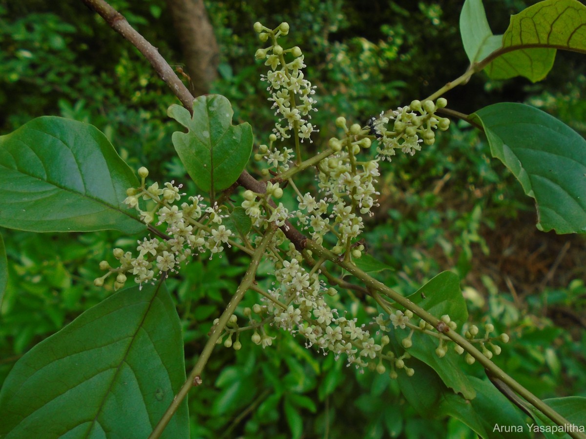 Embelia tsjeriam-cottam (Roem. & Schult.) A.DC.