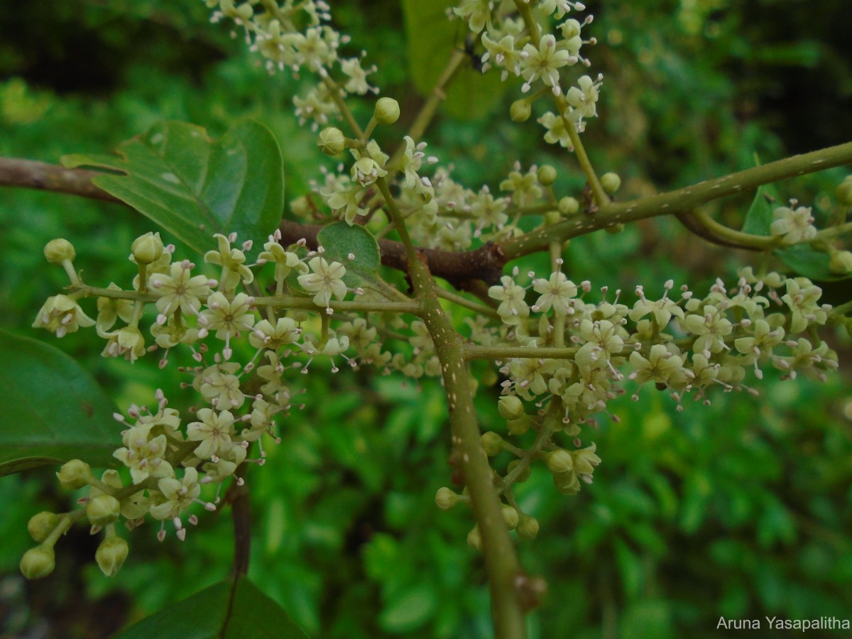 Embelia tsjeriam-cottam (Roem. & Schult.) A.DC.