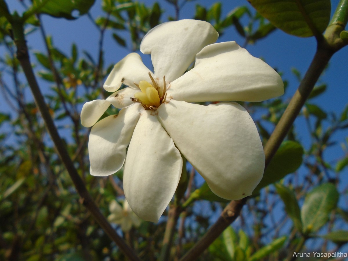 Gardenia fosbergii Tirveng.