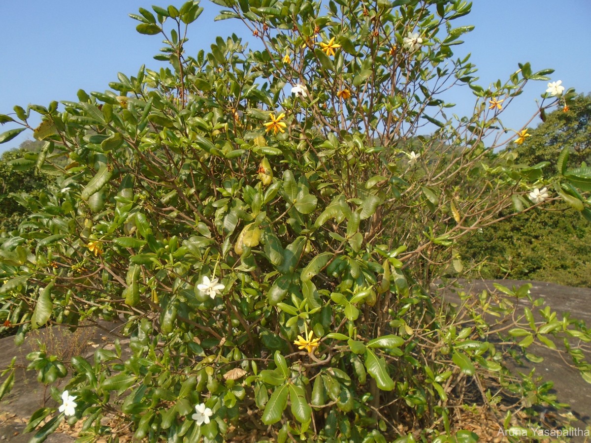 Gardenia fosbergii Tirveng.