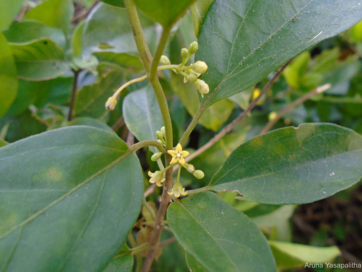 Gymnema sylvestre (Retz.) R.Br. ex Sm.