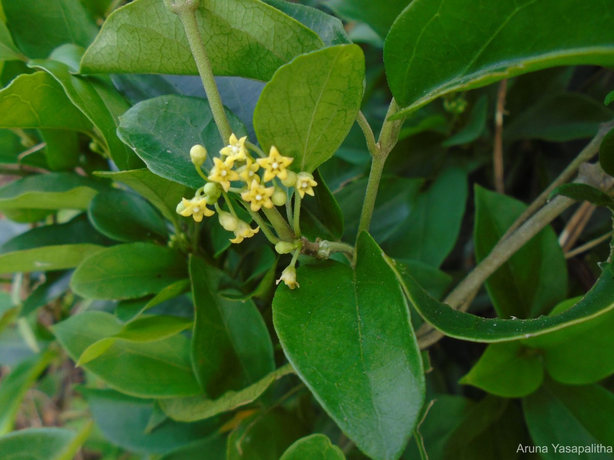 Gymnema sylvestre (Retz.) R.Br. ex Sm.