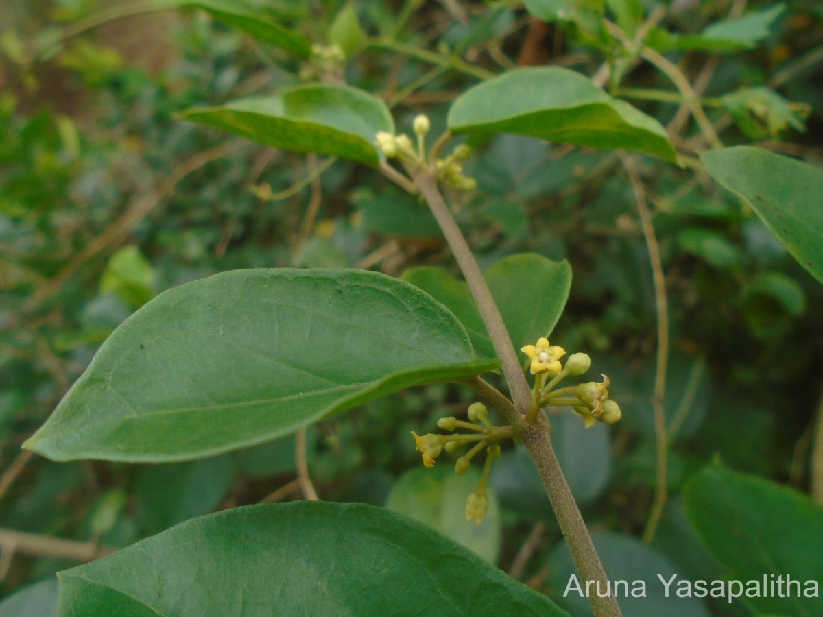 Gymnema sylvestre (Retz.) R.Br. ex Sm.