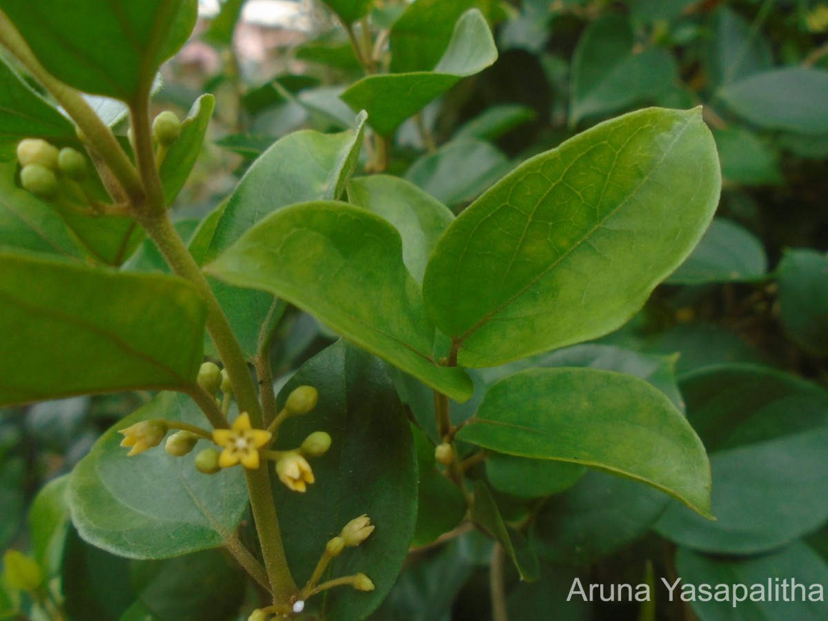 Gymnema sylvestre (Retz.) R.Br. ex Sm.