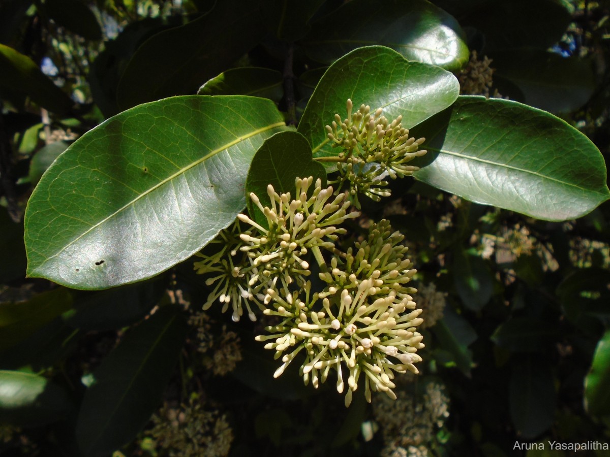 Ixora jucunda Thwaites