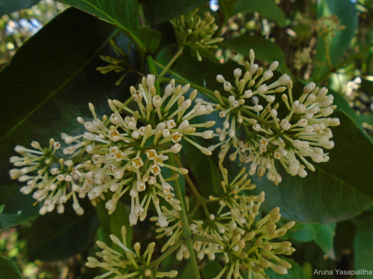 Ixora jucunda Thwaites