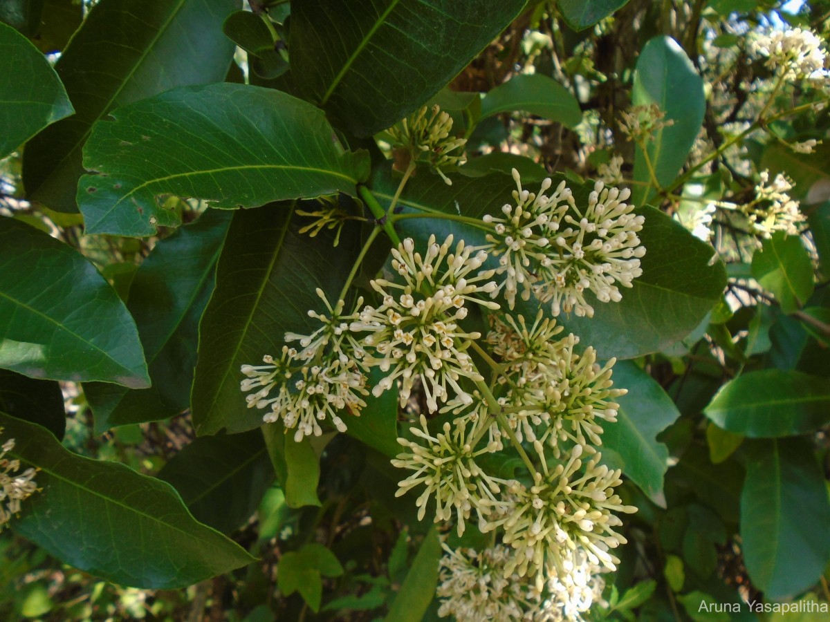 Ixora jucunda Thwaites