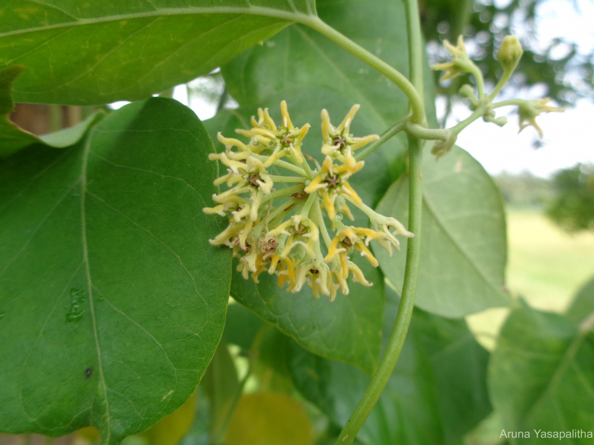 Leptadenia reticulata (Retz.) Wight & Arn