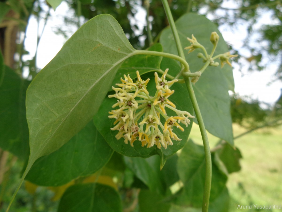 Leptadenia reticulata (Retz.) Wight & Arn