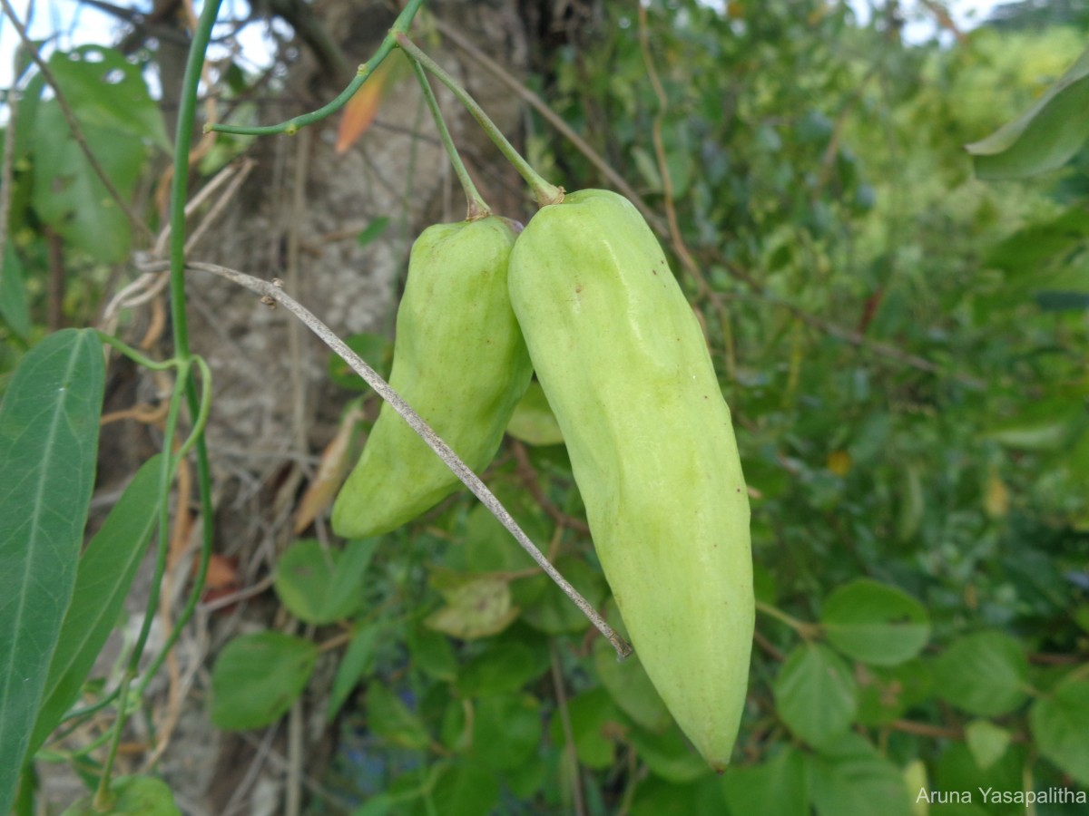 Oxystelma esculentum (L.f.) Sm.