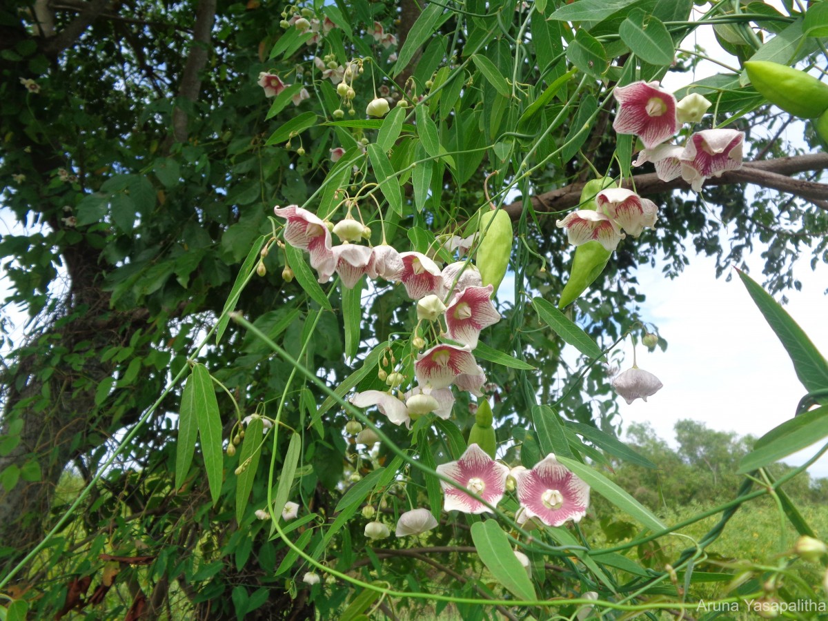 Oxystelma esculentum (L.f.) Sm.