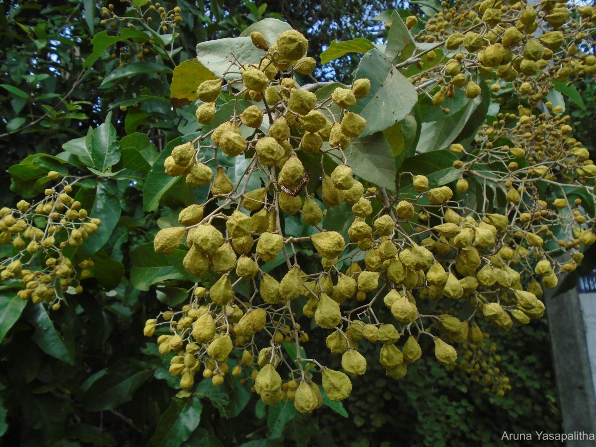 Pityranthe verrucosa Thwaites