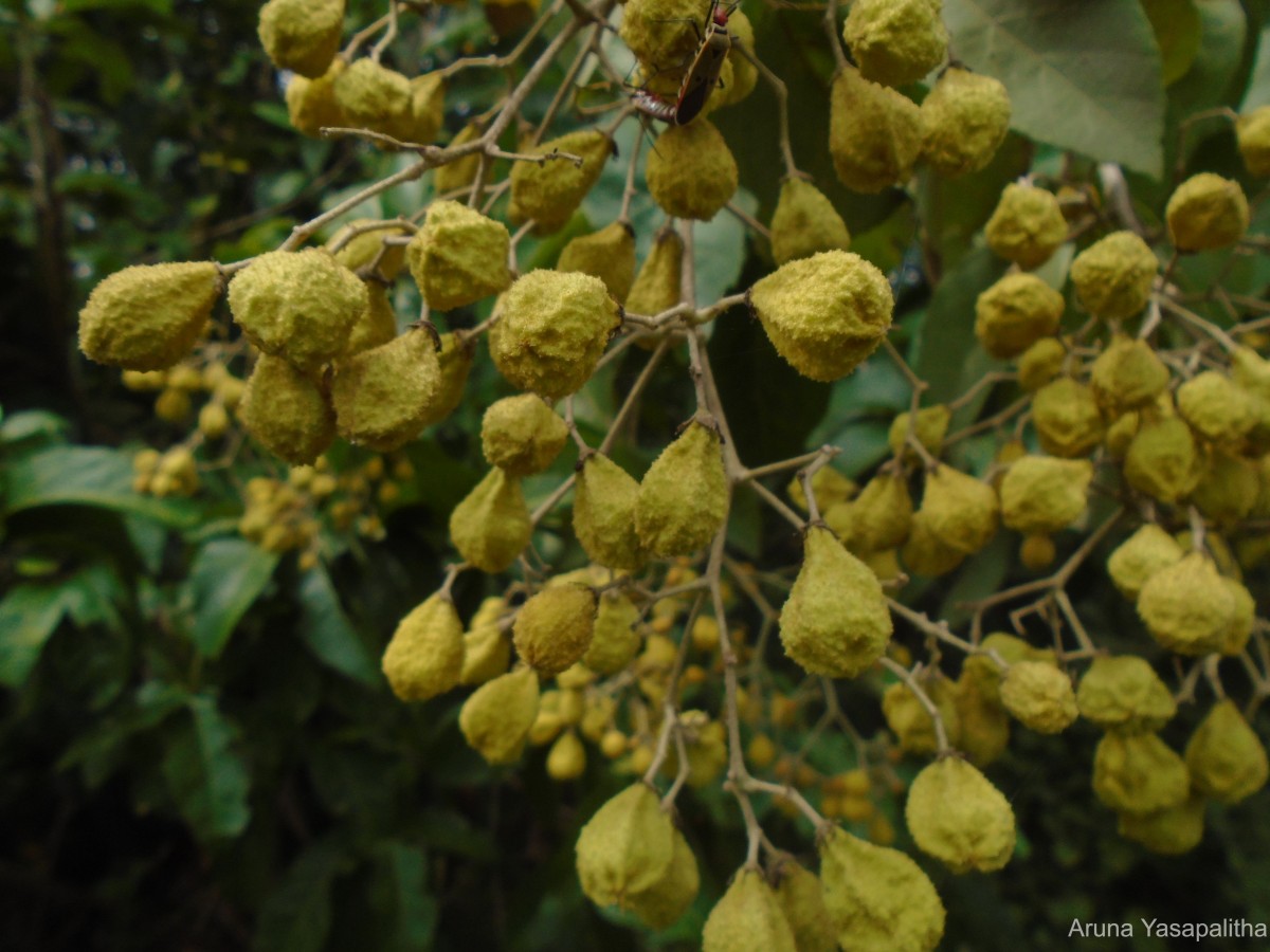 Pityranthe verrucosa Thwaites