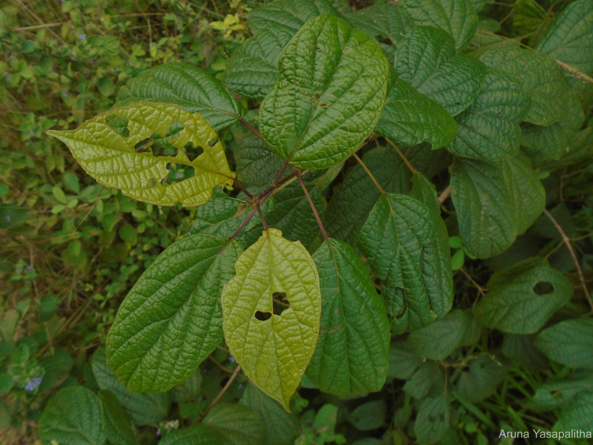 Premna thwaitesii C.B.Clarke