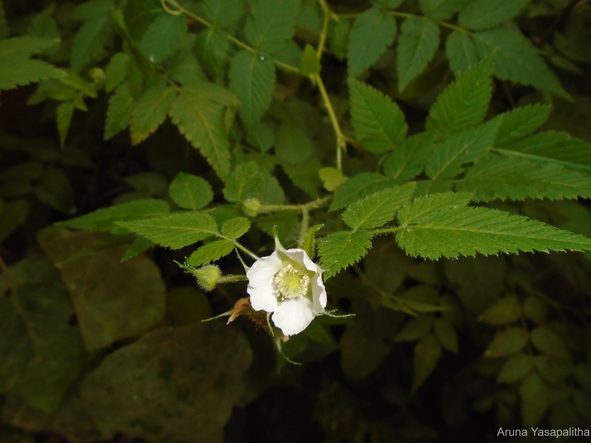 Rubus rosifolius Sm.