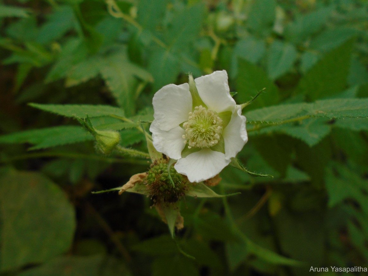 Rubus rosifolius Sm.