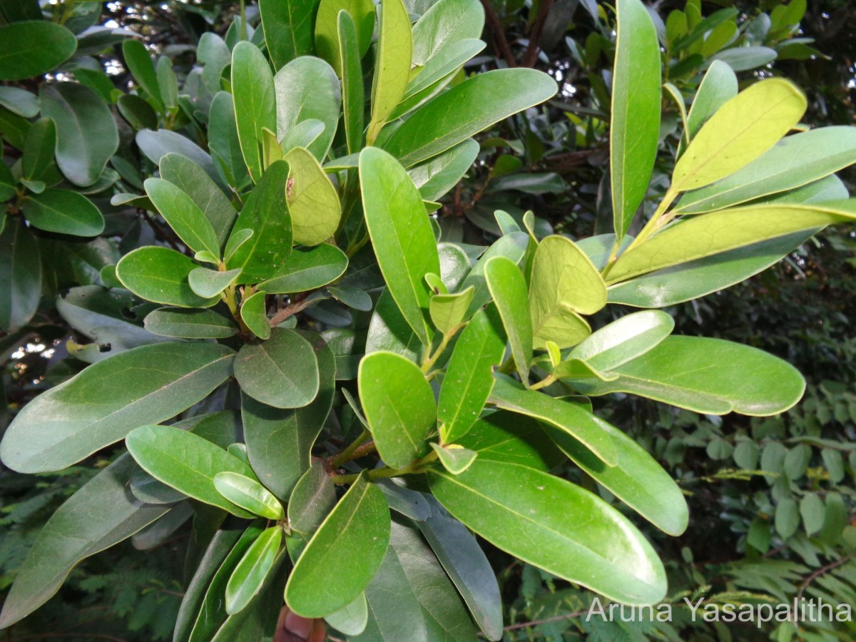 Diospyros ovalifolia Wight