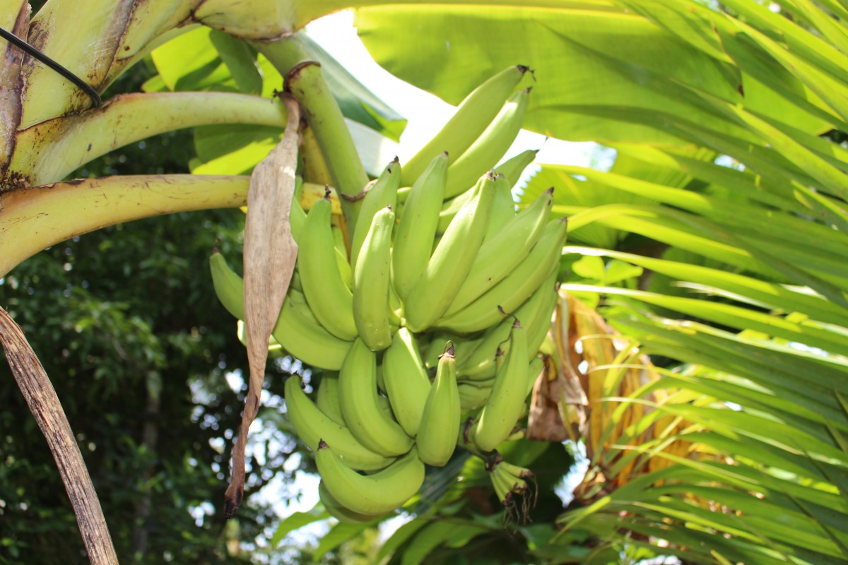 Musa × paradisiaca L.