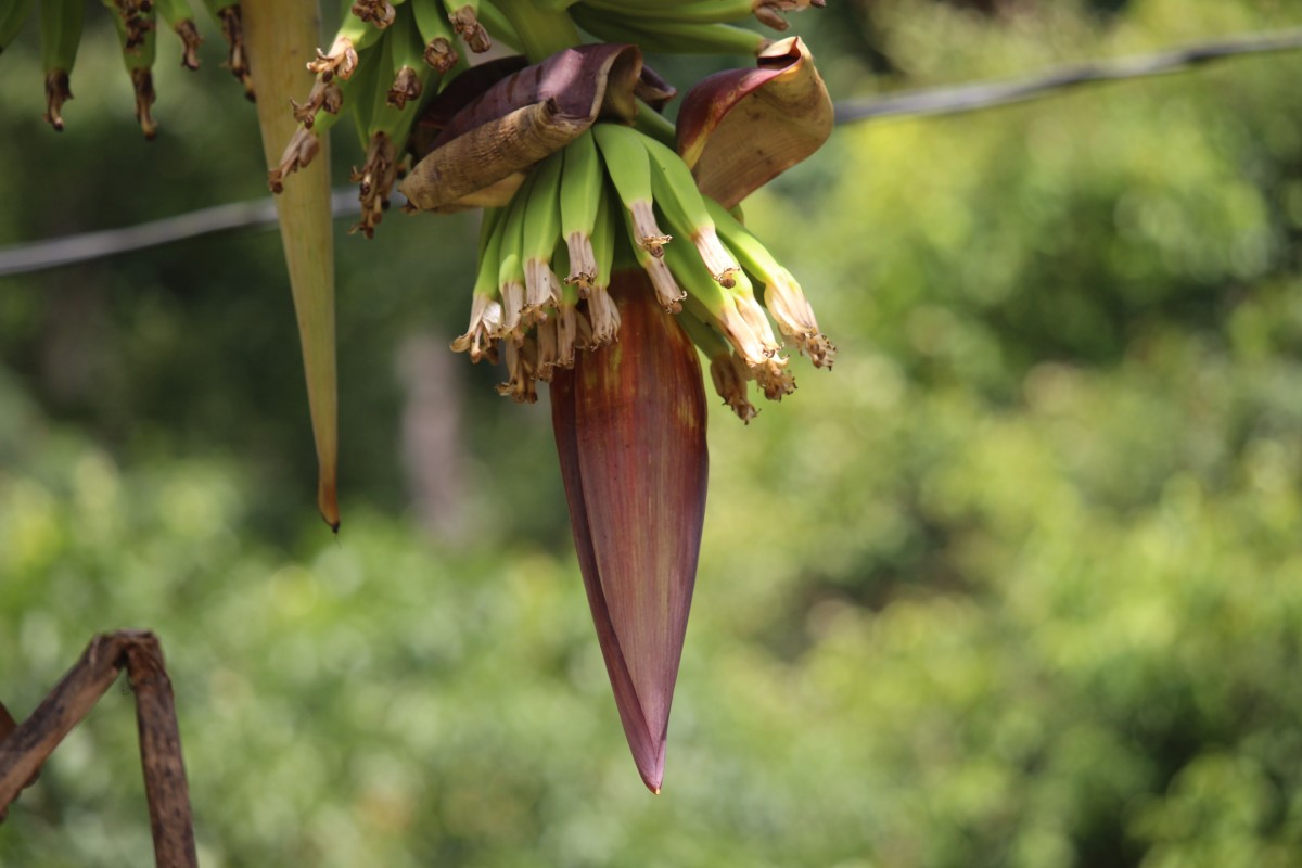 Musa × paradisiaca L.