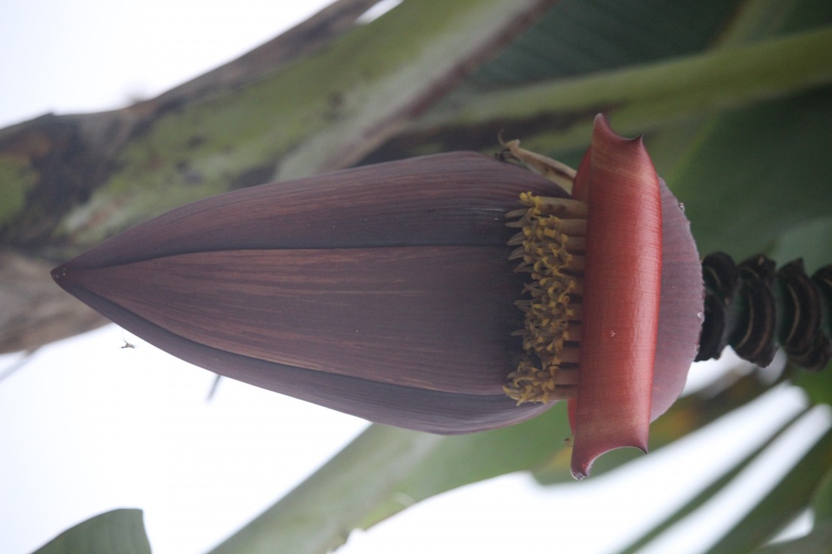 Musa × paradisiaca L.