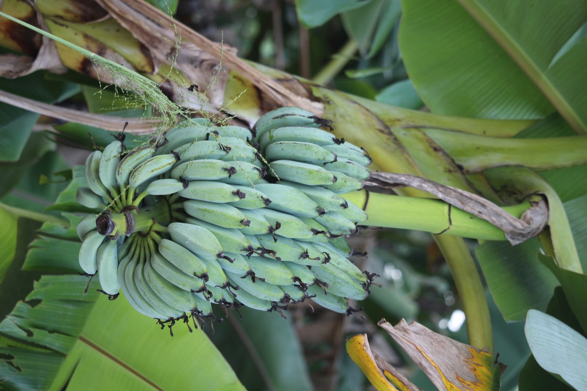 Musa × paradisiaca L.