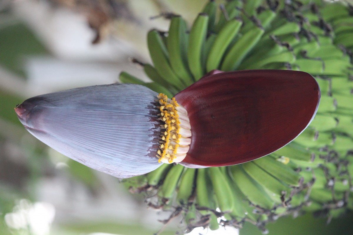 Musa × paradisiaca L.