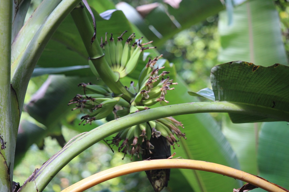 Musa × paradisiaca L.