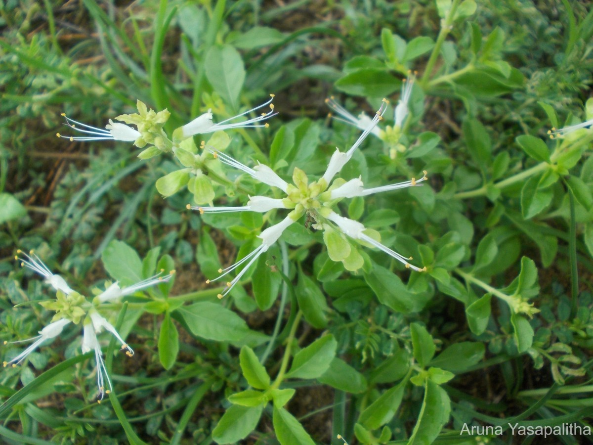 Ocimum filamentosum Forssk.