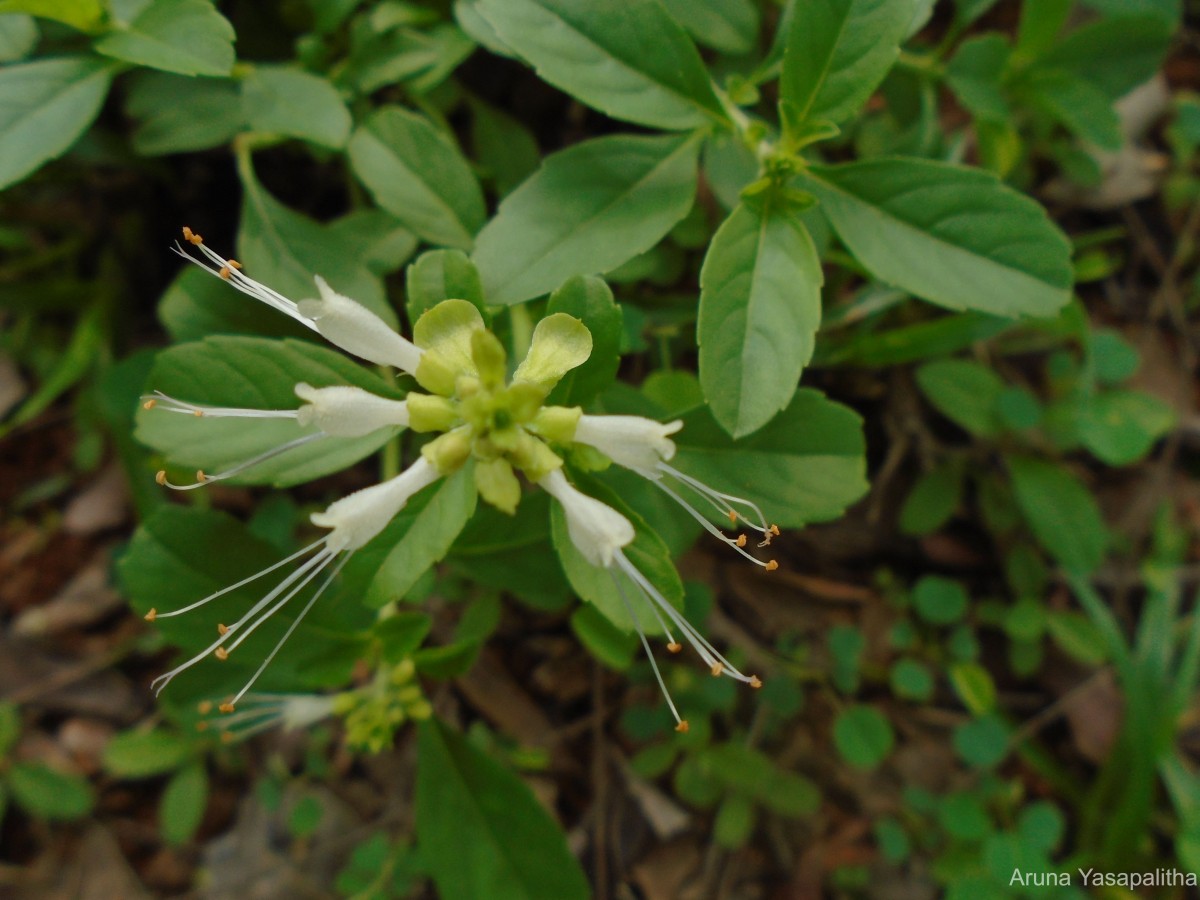 Ocimum filamentosum Forssk.