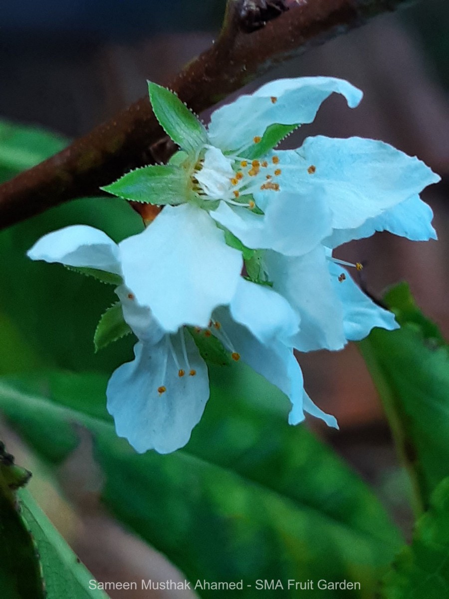 Malus domestica (Suckow) Borkh.