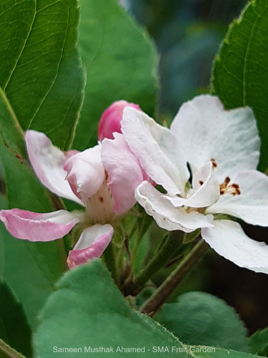 Malus domestica (Suckow) Borkh.