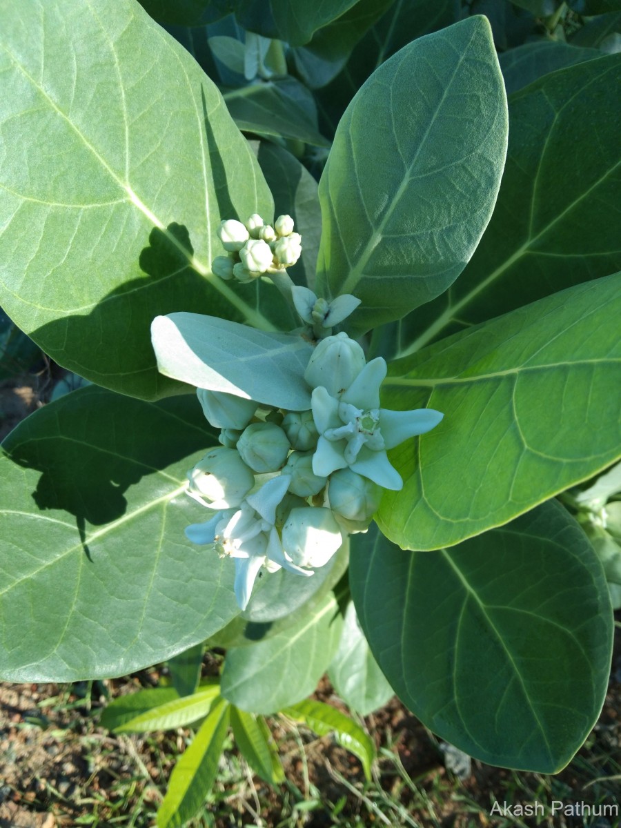 Calotropis gigantea (L.) W.T.Aiton