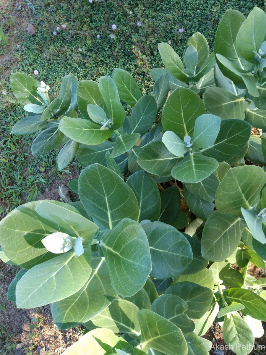 Calotropis gigantea (L.) W.T.Aiton